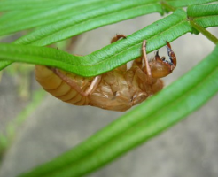 セミ 幼虫 成虫 口 構造