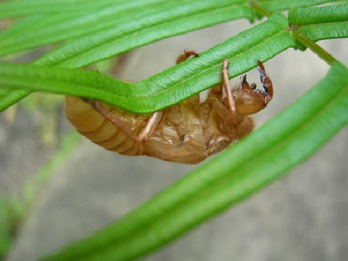 セミ 幼虫 成虫 口 構造