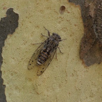 蝉の幼虫が地中で過ごす理由とは？土の中では何をしているのでしょうか？