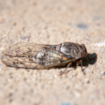 セミの幼虫はなぜ地中で過ごすのか、本当に7年も土の中にいるのでしょうか？