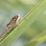 蝉の季語は夏のほかに秋にも使われることをご存知ですか？