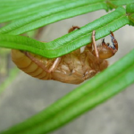 セミの幼虫や成虫の口の構造などはどうなってるの！？