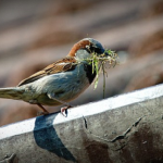 蝉を食べる野生の鳥たち